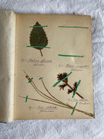 Load image into Gallery viewer, Swedish Herbier Book
